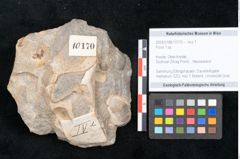 Foto (Objekt + Etikett) von Ficus sp. ? (NHMW-GEO-2024-0188-10170)